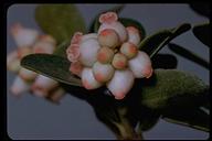 Arctostaphylos uva-ursi
