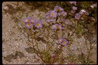 Gilia latiflora ssp. davyi