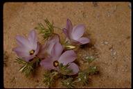 Linanthus parryae