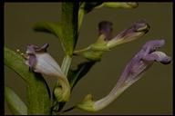 Scutellaria siphocampyloides