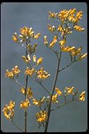 Ehrendorferia chrysantha