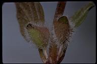 Scutellaria tuberosa
