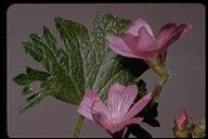 Sidalcea malviflora