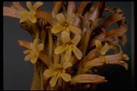 Orobanche fasciculata