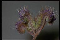 Phacelia californica