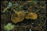 Cortinarius pallidifolius