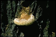 Pine Destroyer Fungus