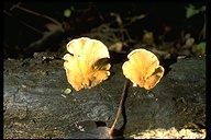 Phyllotopsis nidulans