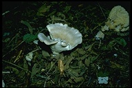 Giant Clitocybe
