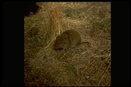 Long-tailed Meadow Mouse