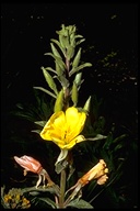 Oenothera elata ssp. hookeri