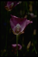 Clay Mariposa Lily