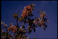California Scrub Oak