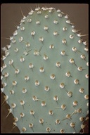 Opuntia basilaris var. treleasei