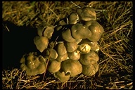 Lyophyllum aggregatum