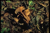 Leucopaxillus gentianeus