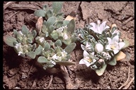 Nemacladus californicus