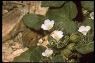 Thick-leaf Phacelia V.