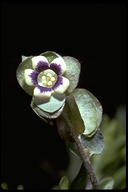 Tricardia watsonii