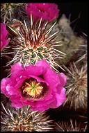 Englemann's Cactus