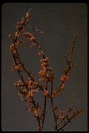 California Mistletoe