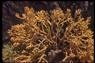 Libocedrus Mistletoe