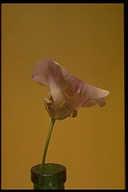 Calochortus venustus