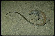 Great Basin Whiptail Lizard