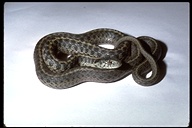 Oregon Garter Snake