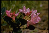 California Rhododendron