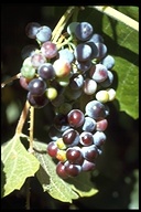 California Wild Grape