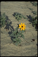 Gray Sunflower