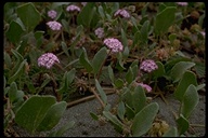 Short-flowered Sand Verbena