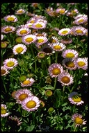 Erigeron glaucus