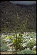 Fouquieria splendens ssp. splendens