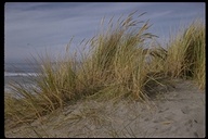European Beach Grass
