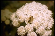 Heracleum sphondylium ssp. montanum