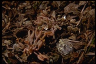 Claytonia exigua ssp. exigua