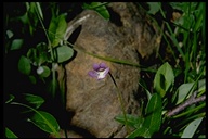 Pinguicula vulgaris ssp. macroceras
