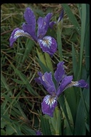 Iris