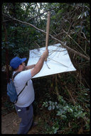 Keve Ribardo collecting insects