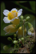 Ophiocephala floribunda