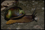 Madagascar Snail