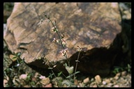 Mountain Streptanthus
