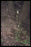 Lithophragma heterophyllum