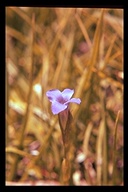 One-flowered/Hiker's Gentian