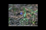Collinsia parviflora