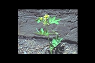 Hosackia oblongifolia var. oblongifolia
