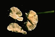 Polycarpus subroseus