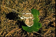 Polyporus frondosus